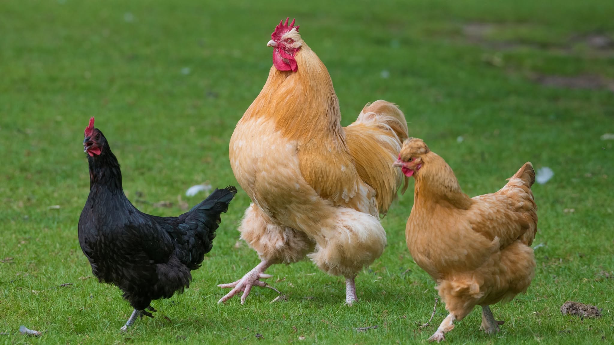 Chickens at Blair Drummond Safari Park.