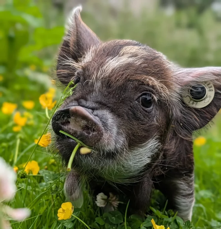 Kunekune piglet at Blair Drummond Safari Park
