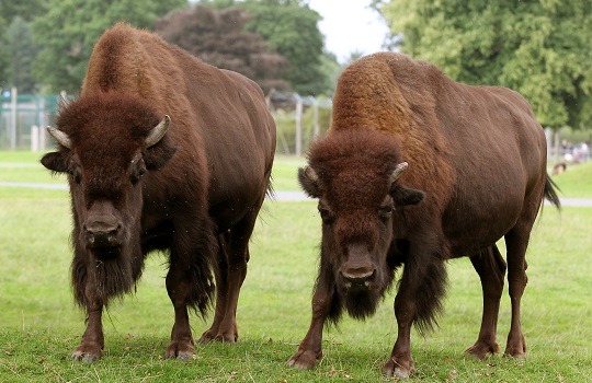 Bison Blair Drummond Safari Park