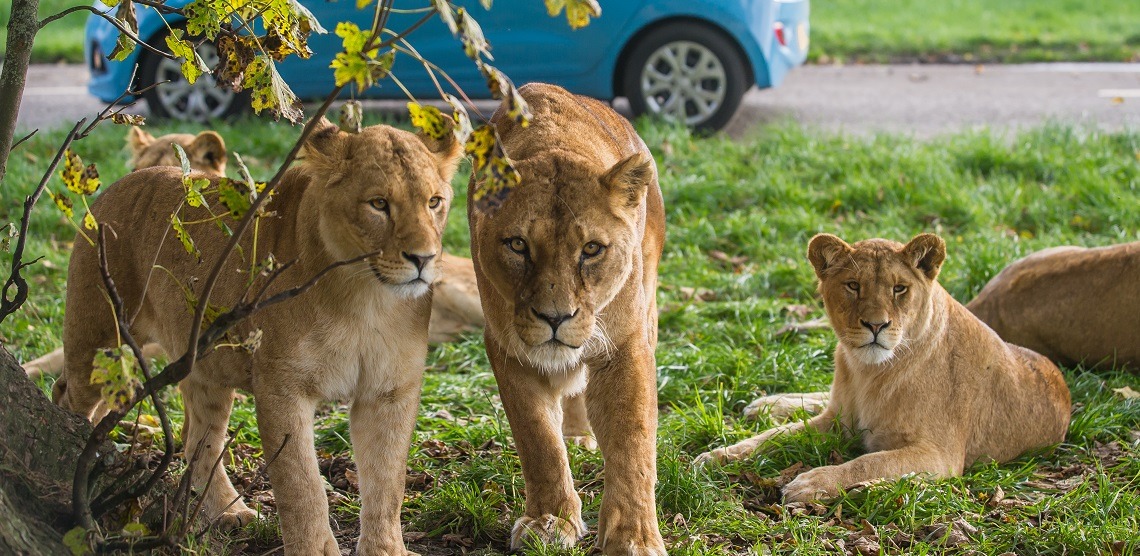 blair drummond safari park dogs