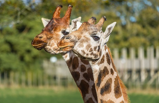 blair drummond safari park adopt an animal