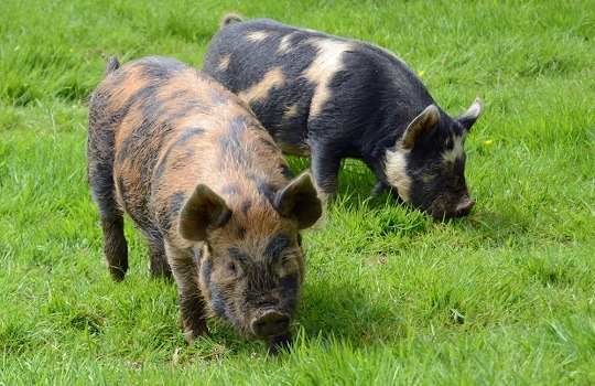 Kunekune Pig | Blair Drummond Safari Park