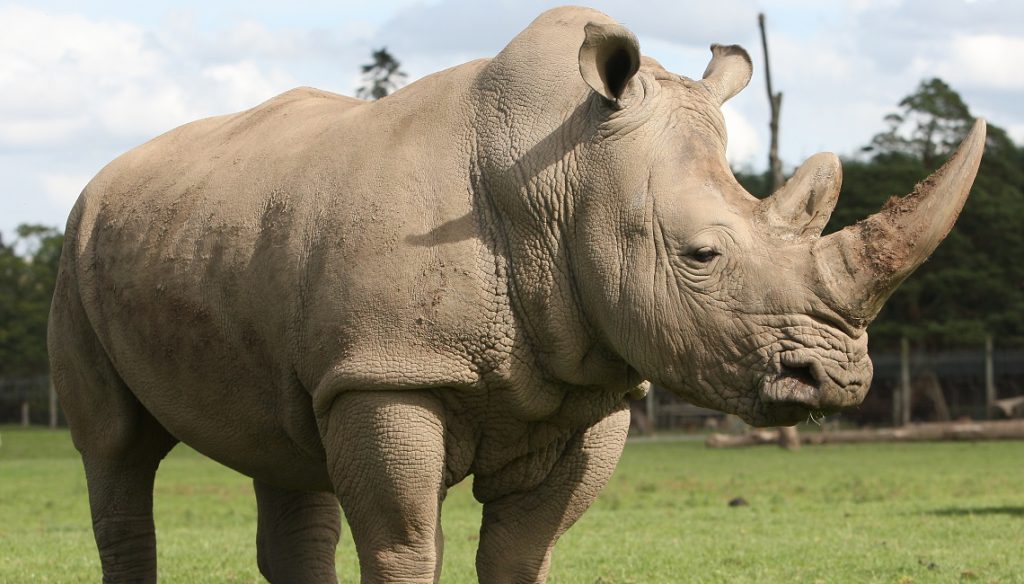 World Rhino Day Celebrations!