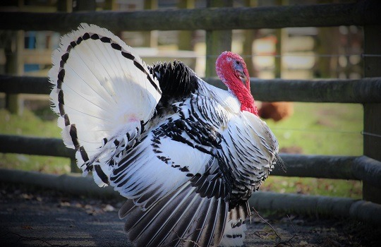 What is the lifespan of a Royal Palm turkey?