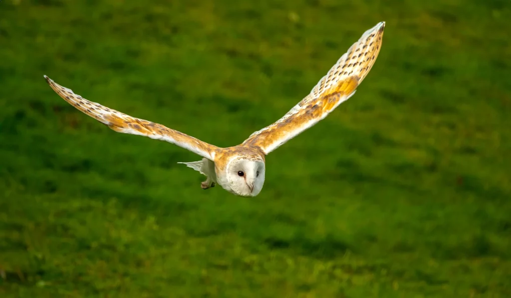 Peek the barn owl flying at Blair Drummond Safari Park.