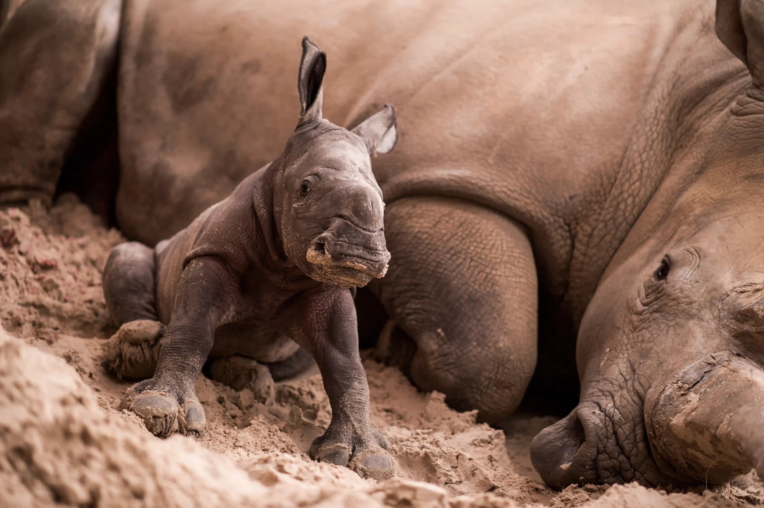 Rhino calf Morag at Blair Drummond Safari Park
