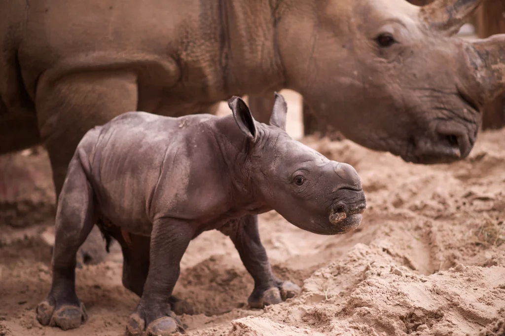 Rhino calf Morag at Blair Drummond Safari Park