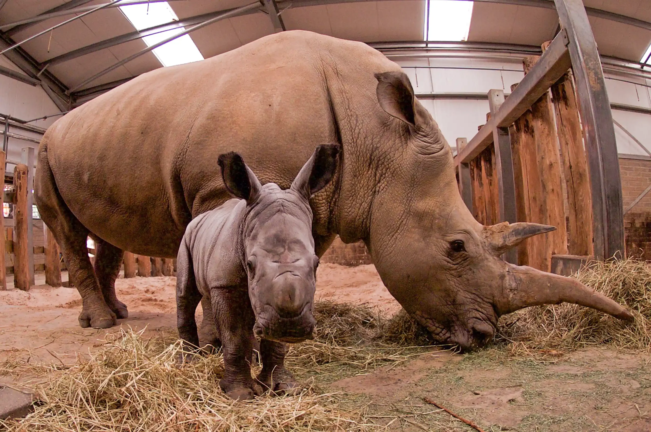 Rhino calf Morag and her mother Dot at Blair Drummond Safari Park