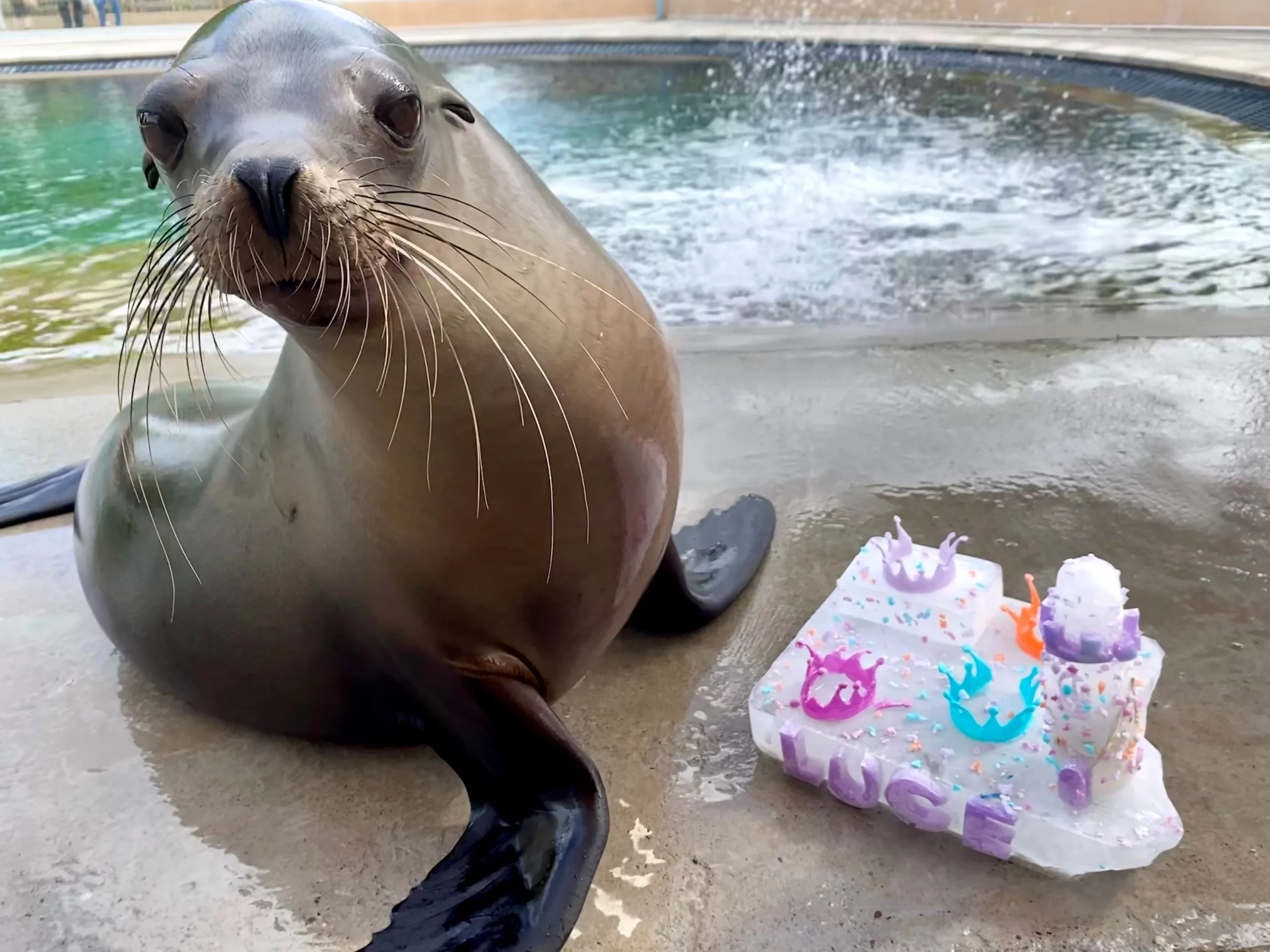 New sea lion Luce joins the gang sea lion Luce at Blair Drummond Safari Park