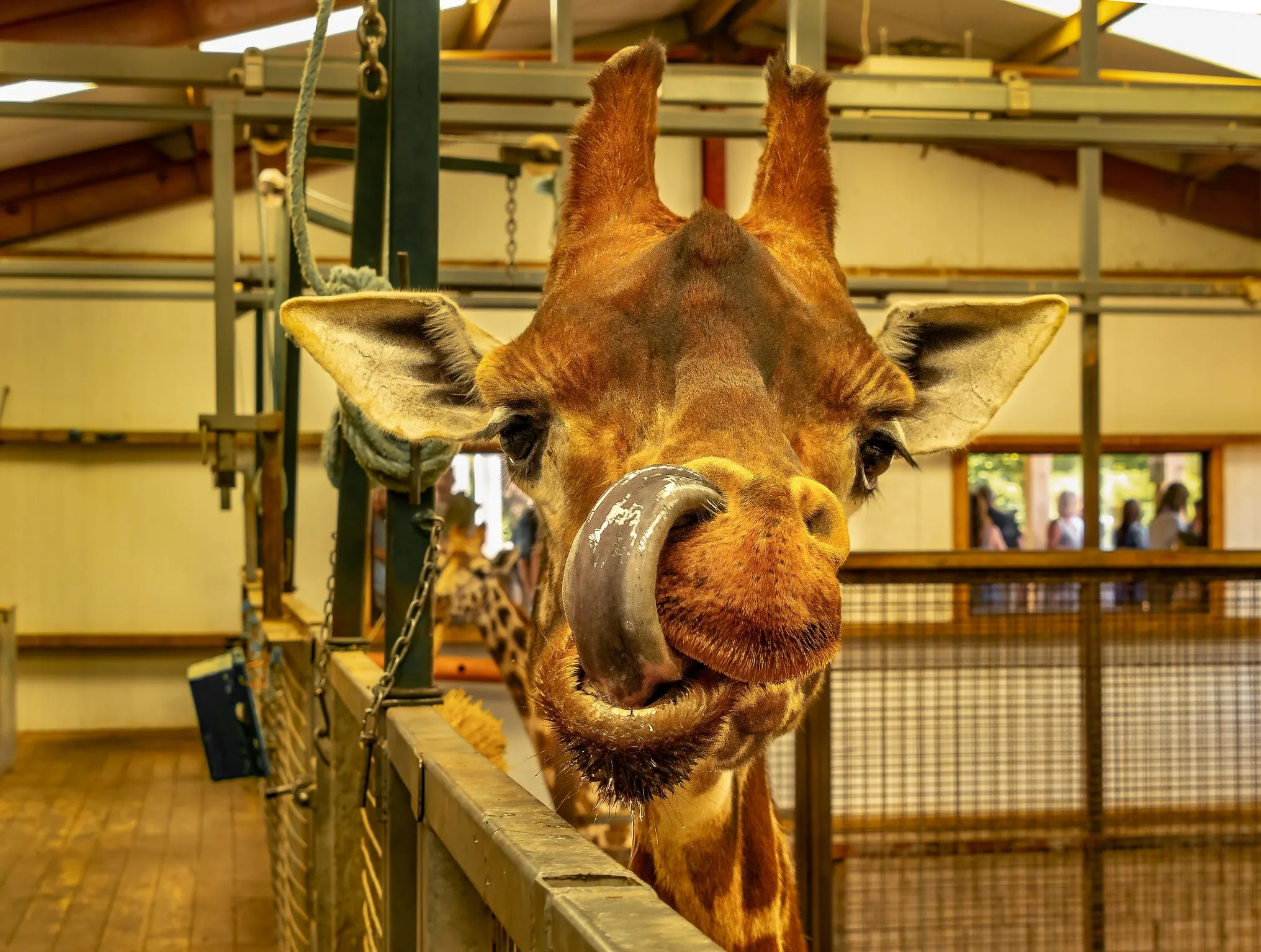 Sad loss of UK’s oldest giraffe