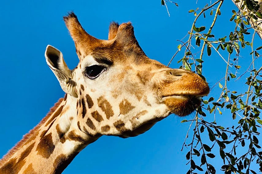 Sifa the giraffe sets sail for Blair Drummond Safari and Adventure Park