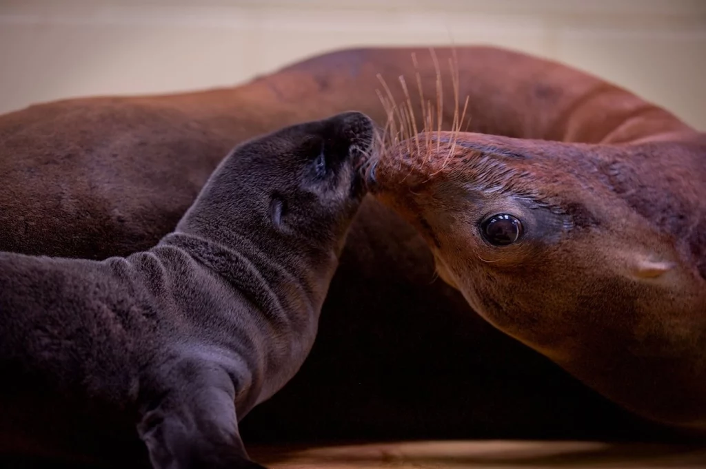 World Animal Day