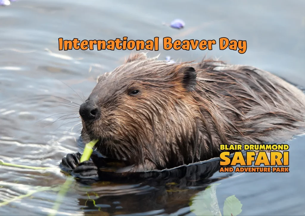 International Beaver Day at Blair Drummond