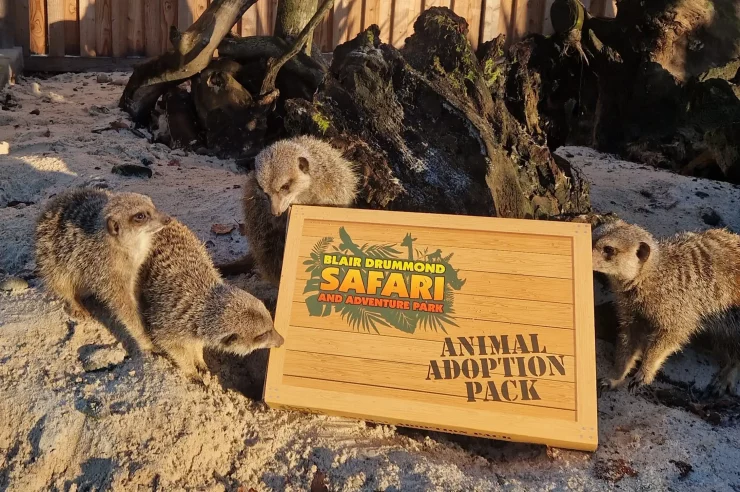 Four meerkats look curiously at an adoption pack that has been placed into their habitat at Blair Drummond Safari Park.