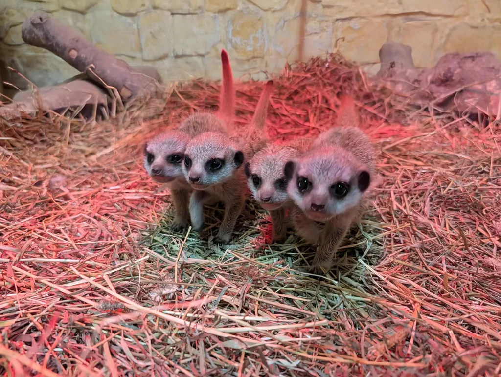 Four more meerkat pups born at Blair Drummond! Four meerkat pups stand in a line, shoulder to shoulder, on a bed of straw.