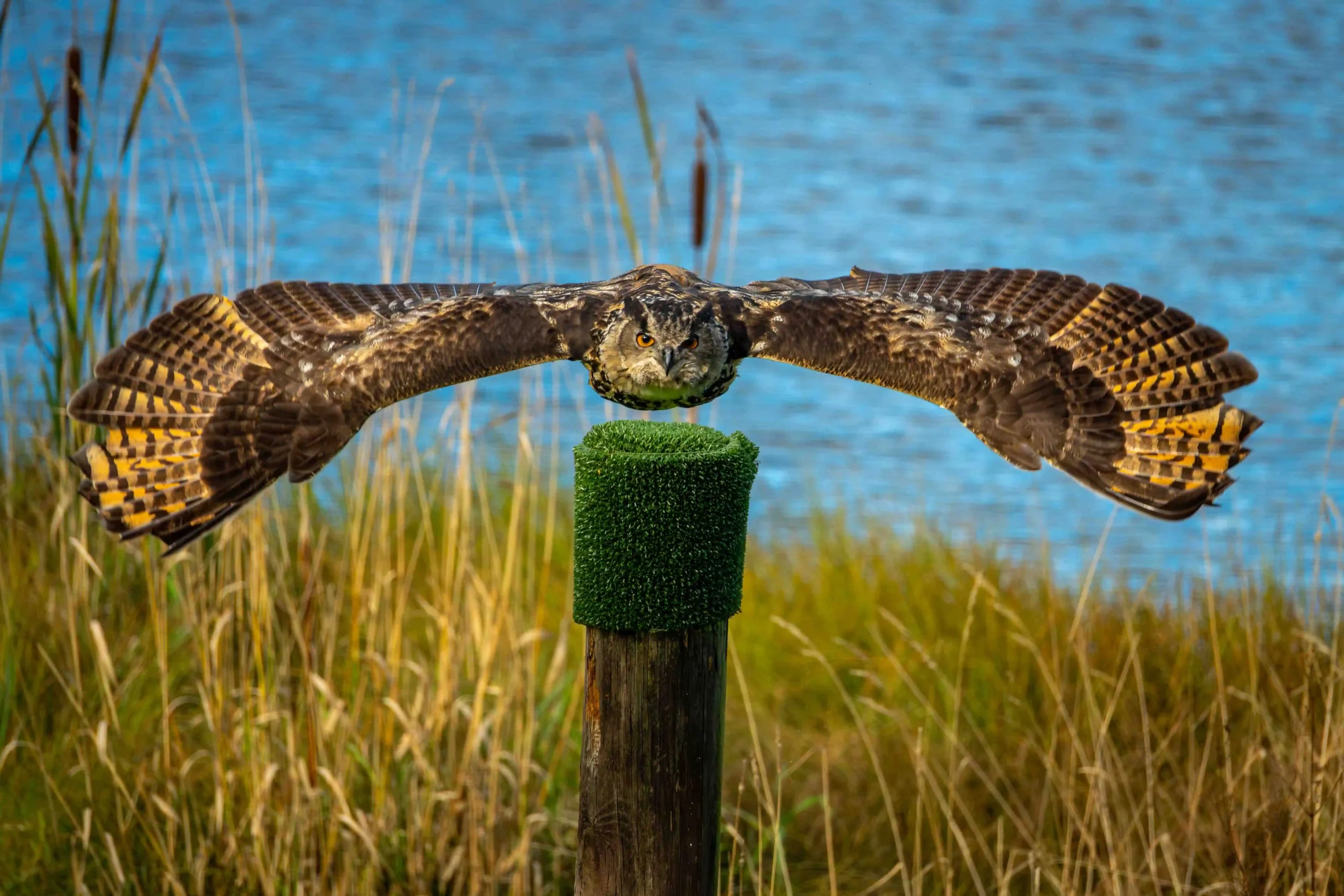 A Eurasian Eagle Owl flying at Blair Drummond Safari Park