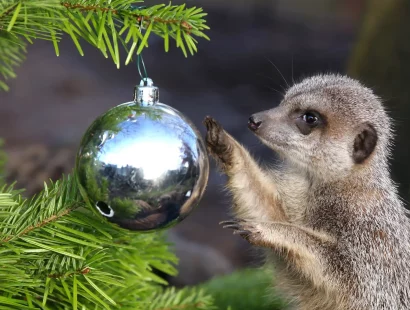 Meerkat with Christmas tree bauble at Blair Drummond Safari Park