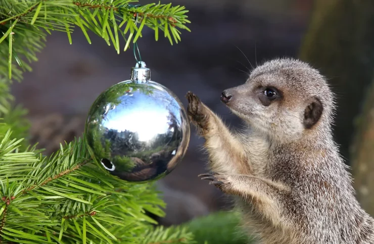 Meerkat with Christmas tree bauble at Blair Drummond Safari Park