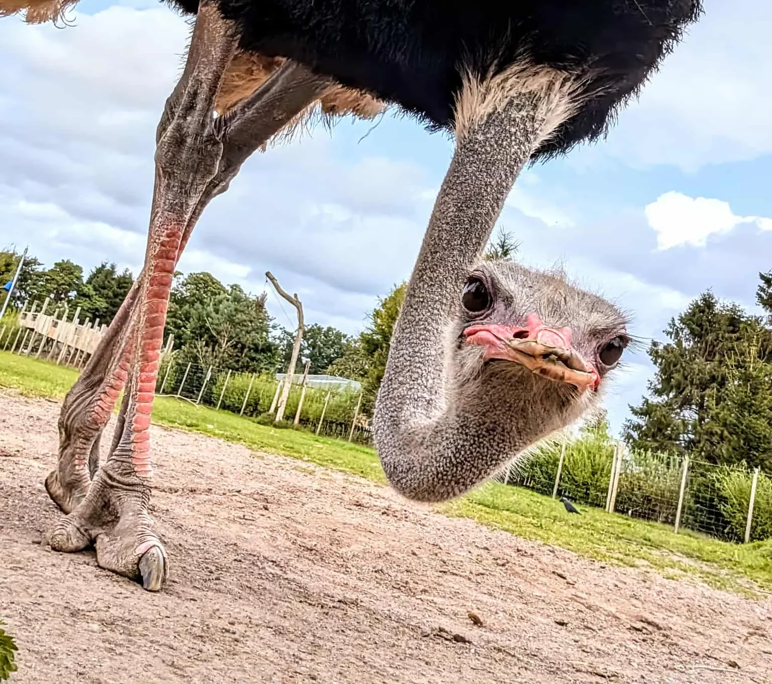 A male ostrich bends his neck down to look into the camera.