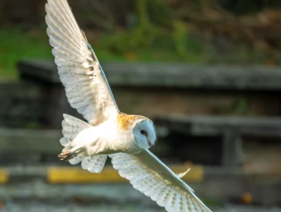 Peek the barn owl flying in the outdoor arena at Blair Drummond Safari Park.