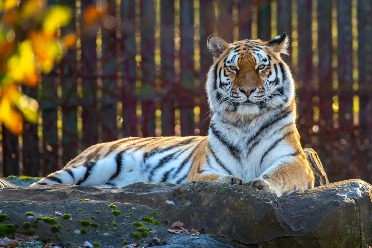 Hope the tiger lying on a rock at Blair Drummond Safari Park.