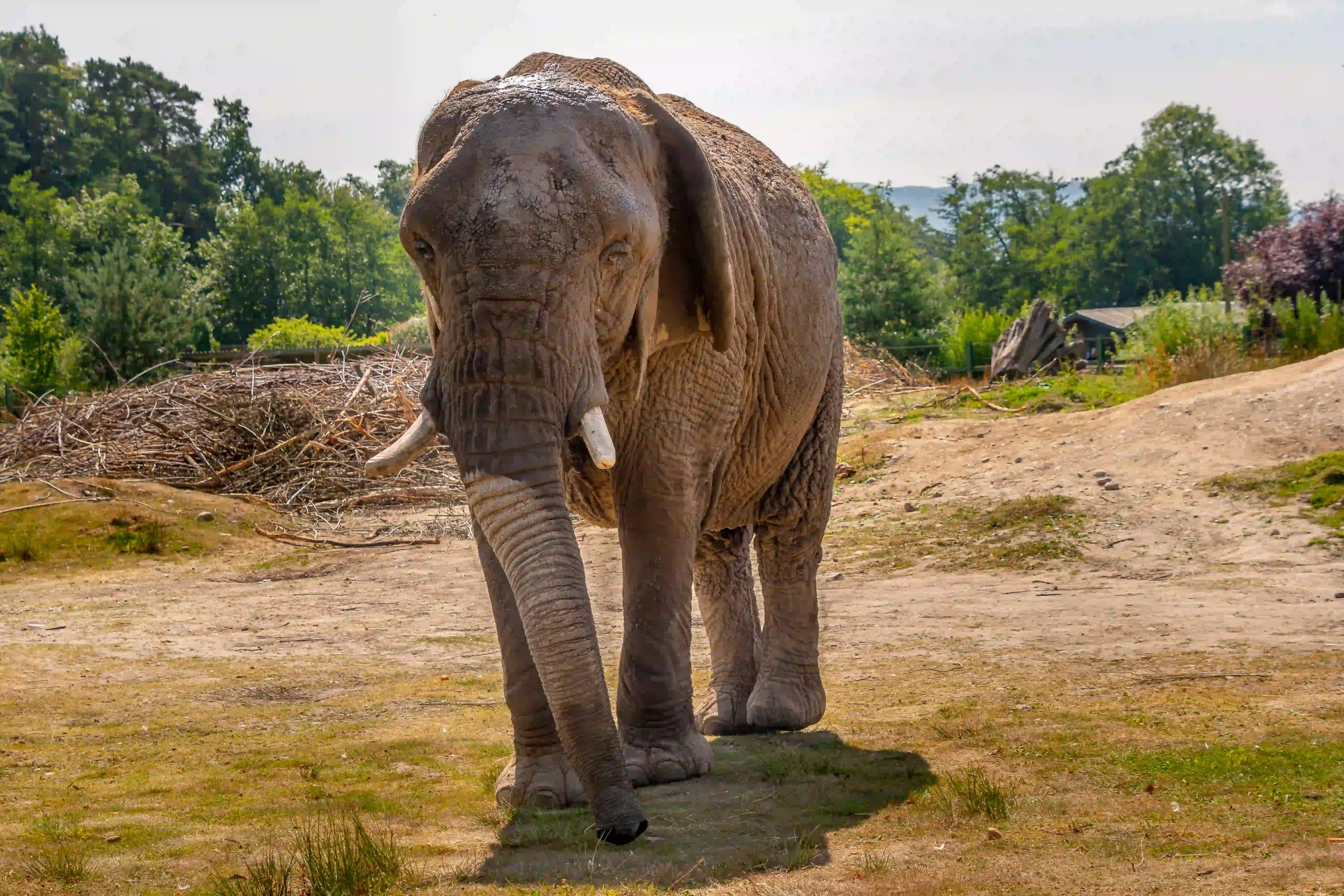 African elephant Mondula at Blair Drummond Safari Park