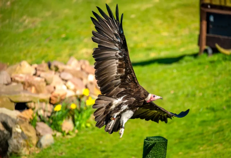 Kevin the vulture flying at Blair Drummond Safari Park