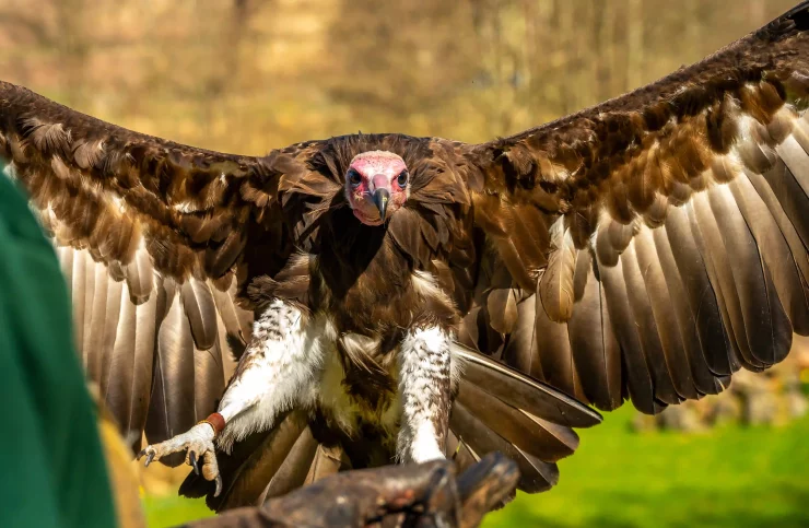 Kevin the vulture with his wings spread and looking straight into the camera at Blair Drummond Safari Park.