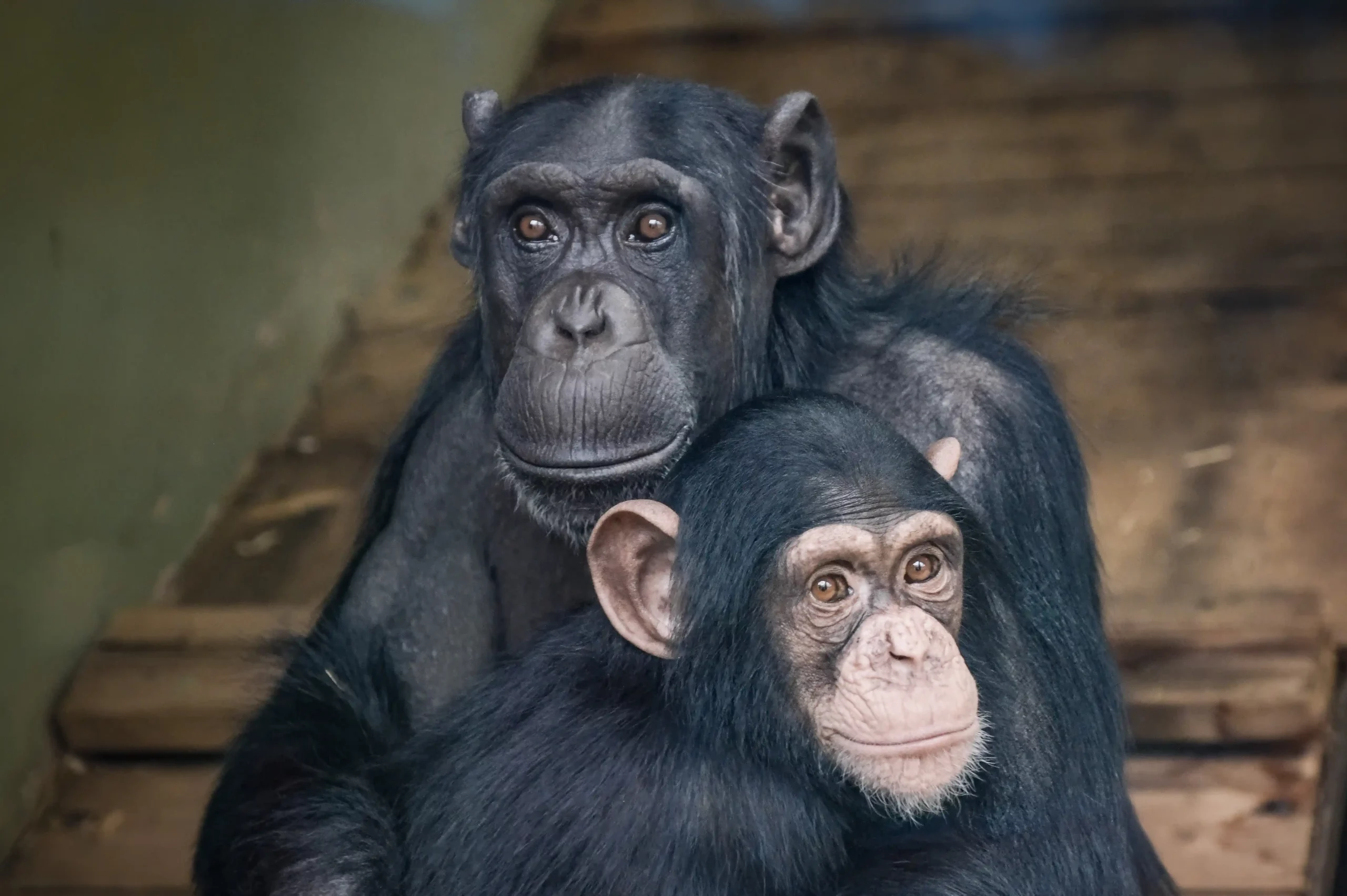Two new chimps, Karolina and Karsa, look through the viewing window at Blair Drummond Safari Park.