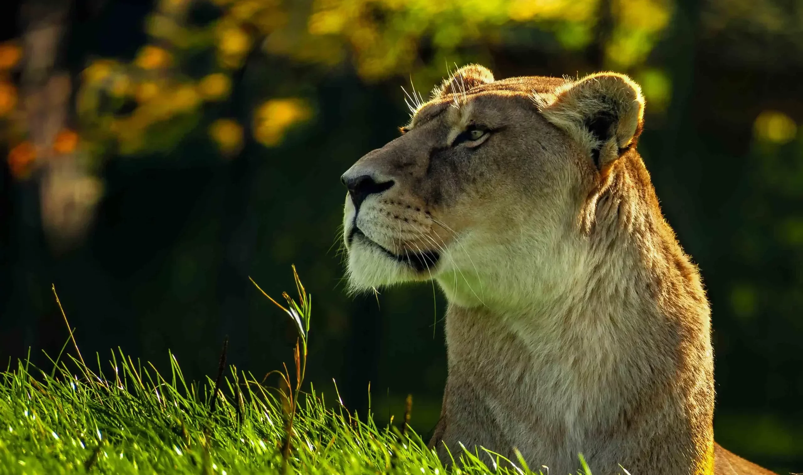 A lion lying in the grass at Blair Drummond Safari Park