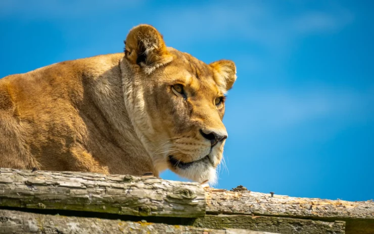 A lion lying on a wooden platform at Blair Drummond Safari Park