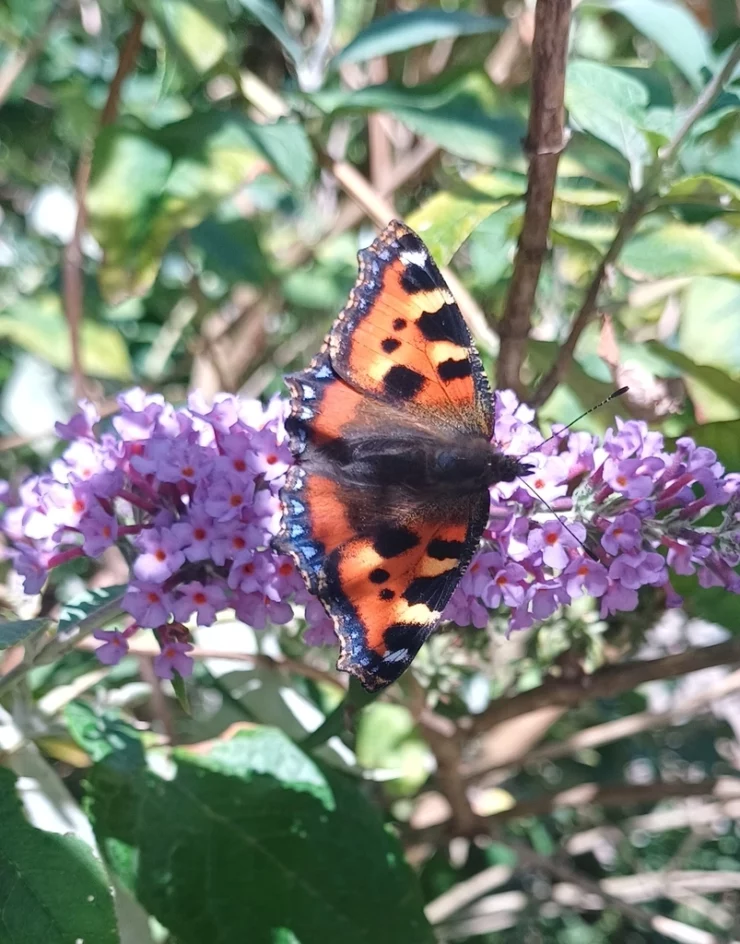 A small tortoiseshell butterfly at Blair Drummond Safari Park.