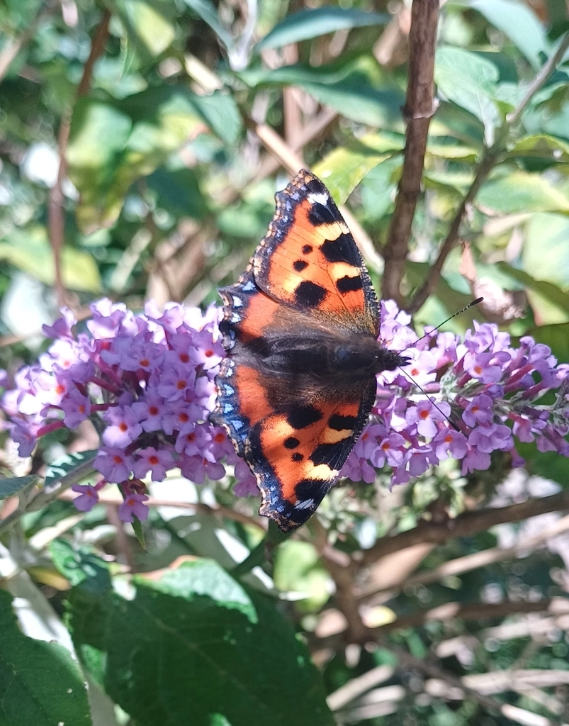 A small tortoiseshell butterfly at Blair Drummond Safari Park.