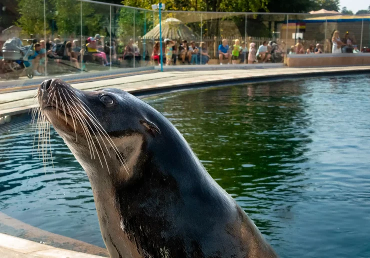 California sea lion at Blair Drummond Safari Park