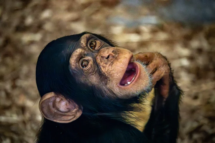 Baby chimp Karsa at Blair Drummond Safari Park.