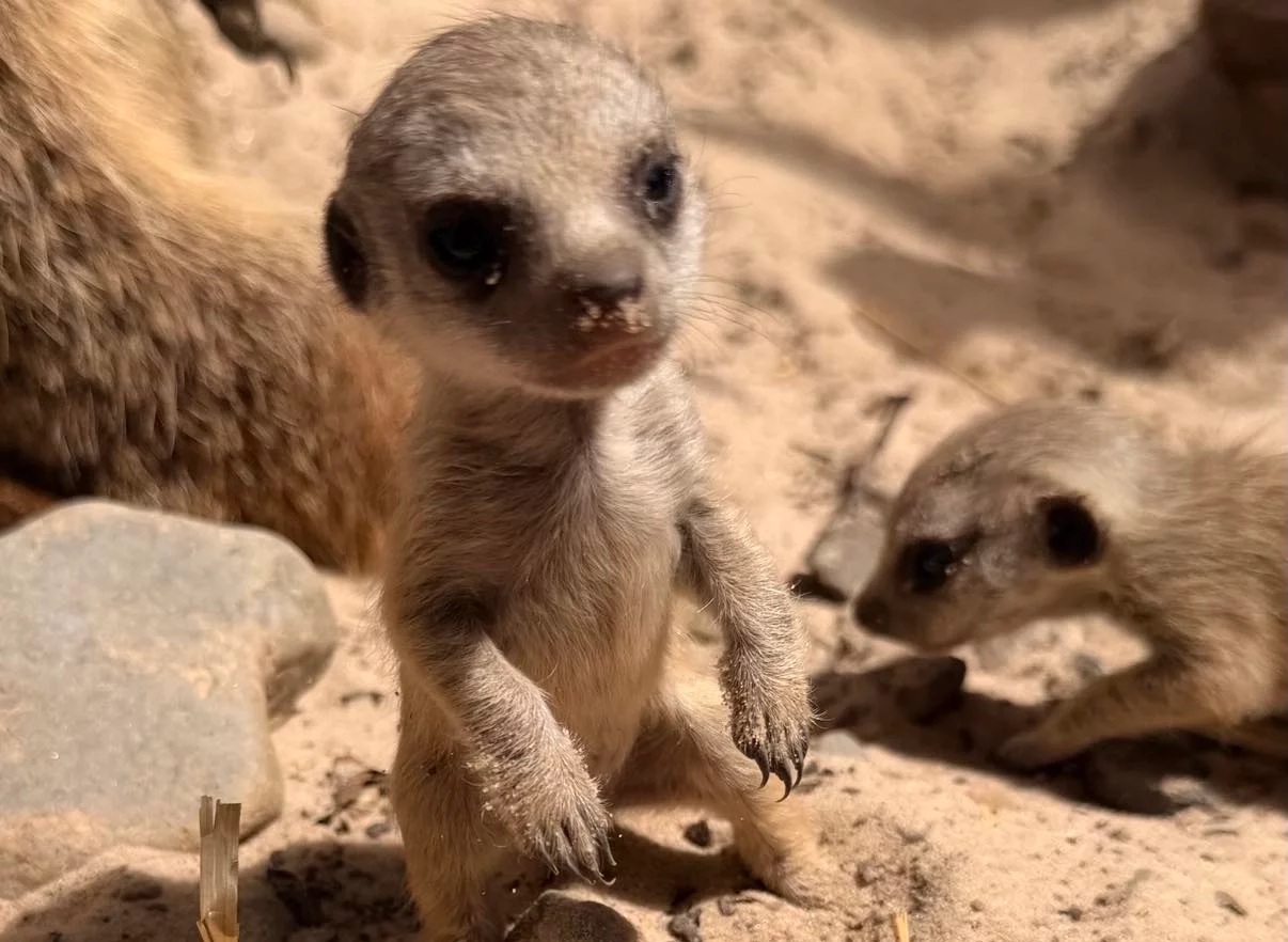 Meerkat pup at Blair Drummond Safari Park