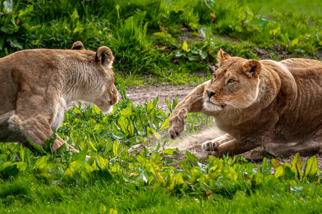 Two lions playfighting at Blair Drummond Safari Park