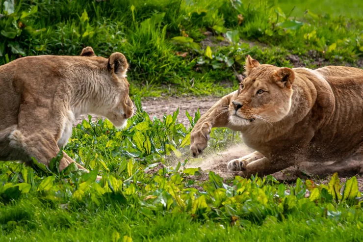 Two lions playfighting at Blair Drummond Safari Park
