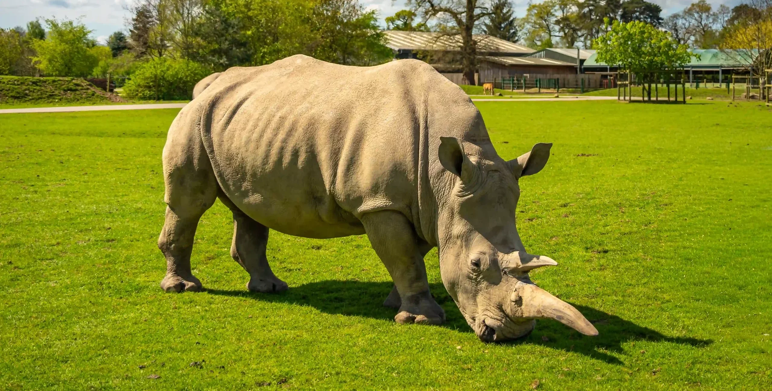Southern white rhino at Blair Drummond Safari Park