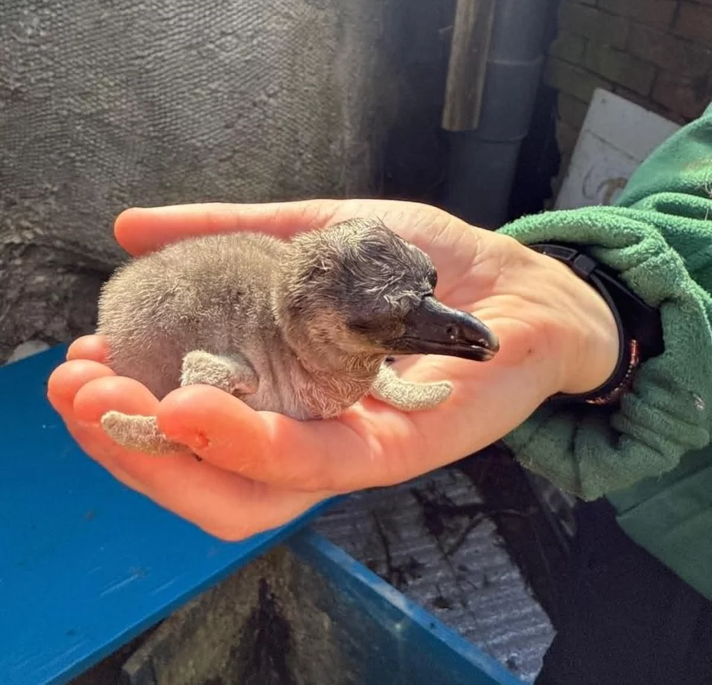 A penguin chick being held in a keeper's hand at Blair Drummond Safari Park.