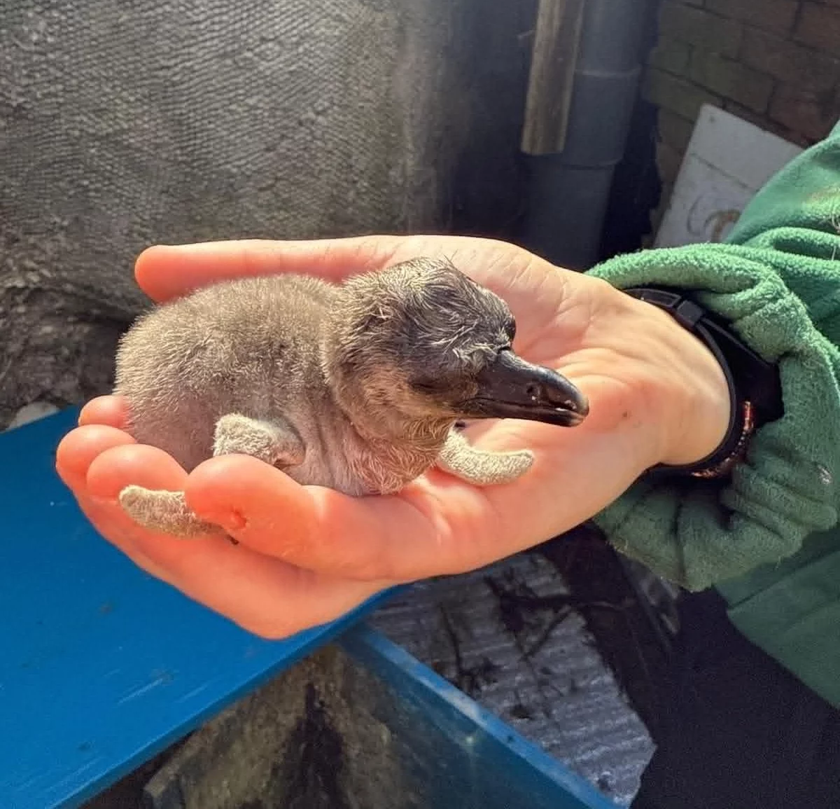A penguin chick being held in a keeper's hand at Blair Drummond Safari Park.