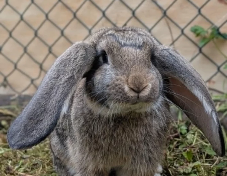 An infant giant rabbit at Blair Drummond Safari Park