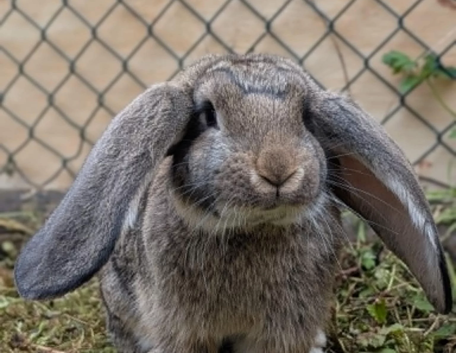 An infant giant rabbit at Blair Drummond Safari Park