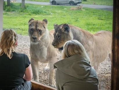 Inside the Lions' Den at Blair Drummond Safari Park