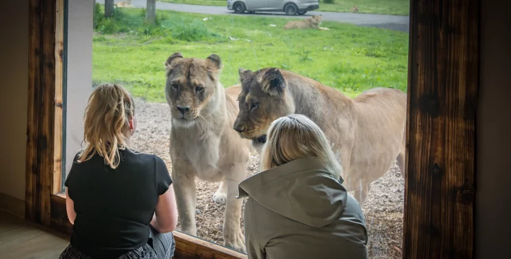 Inside the Lions' Den at Blair Drummond Safari Park