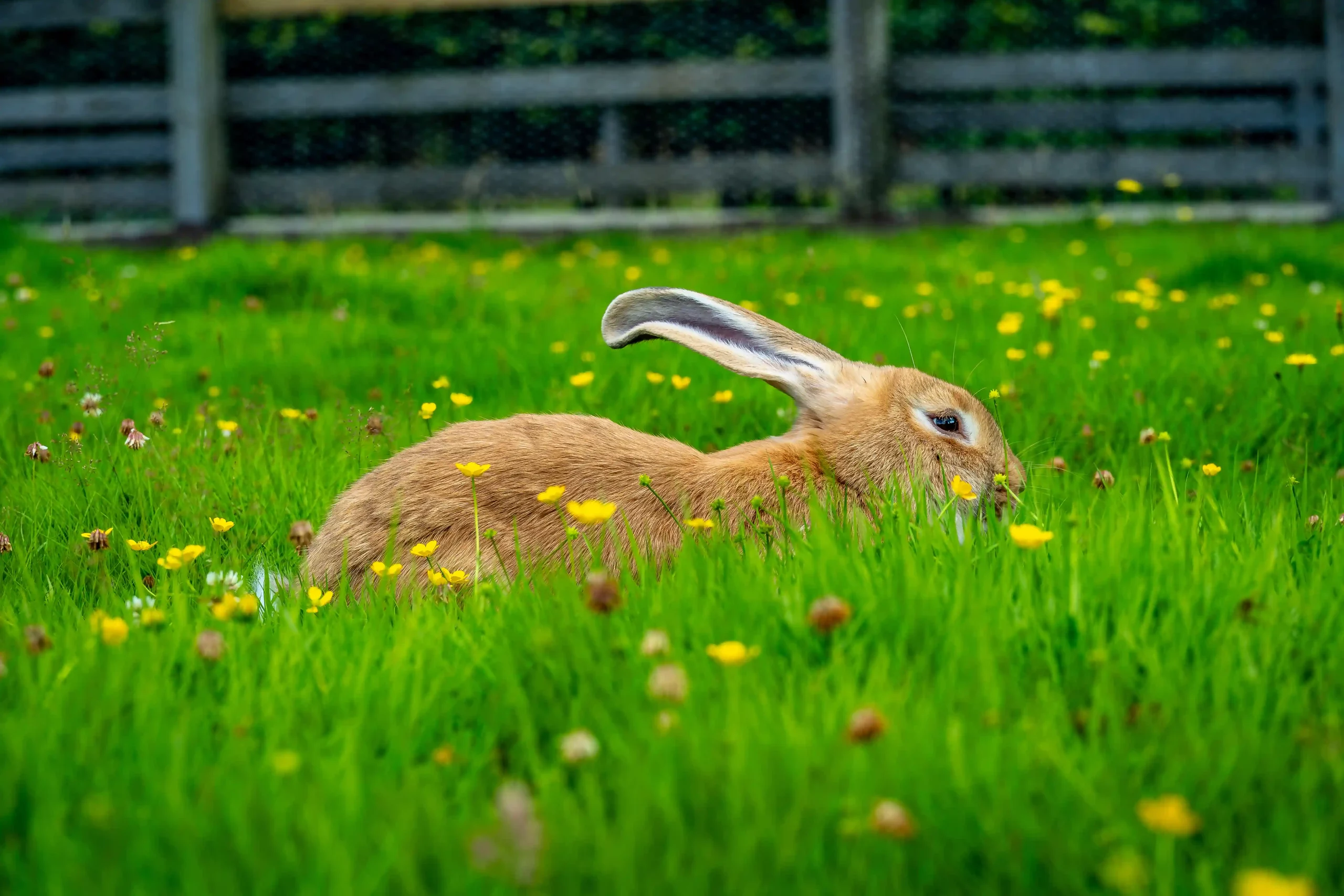Continental Giant x French Lop Rabbit Giant rabbit at Blair Drummond Safari Park