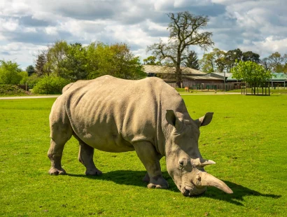 Dot the southern white rhino grazing at Blair Drummond Safari Park.