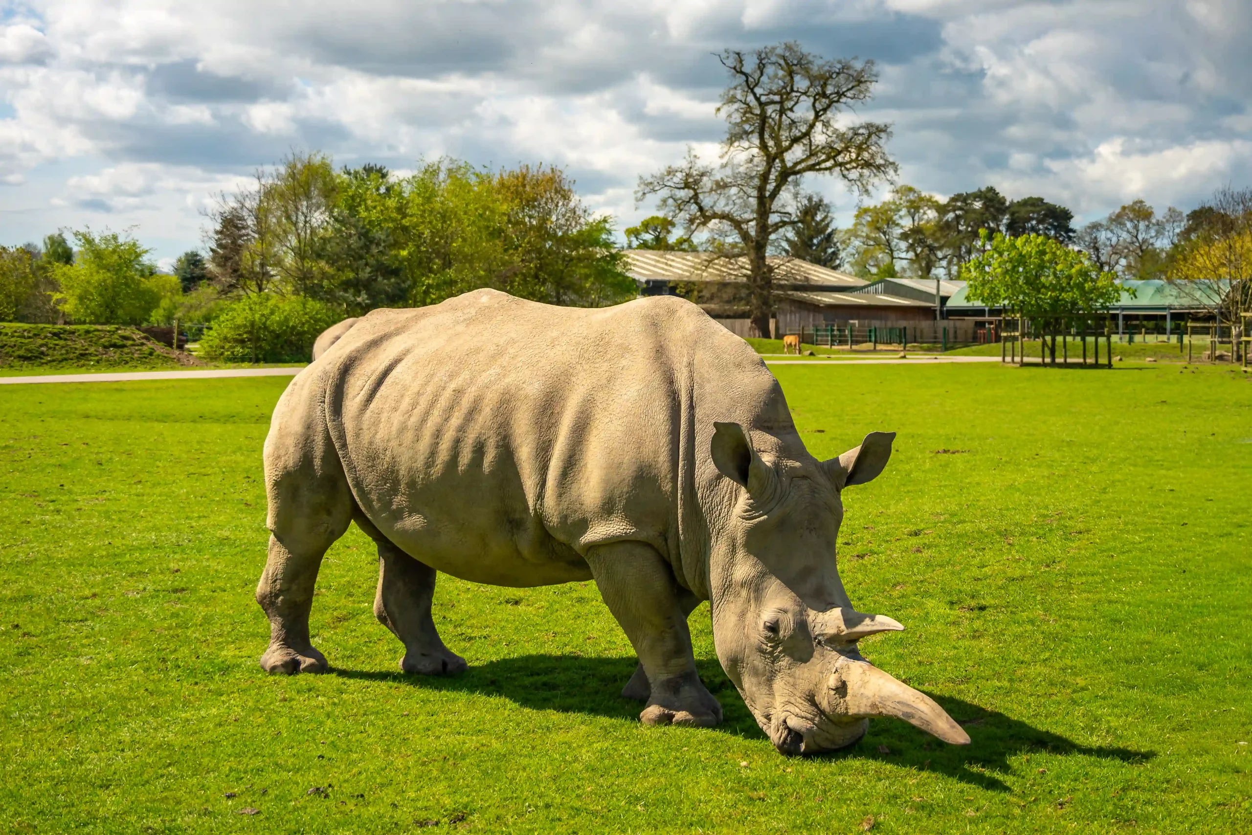 Dot the southern white rhino grazing at Blair Drummond Safari Park.