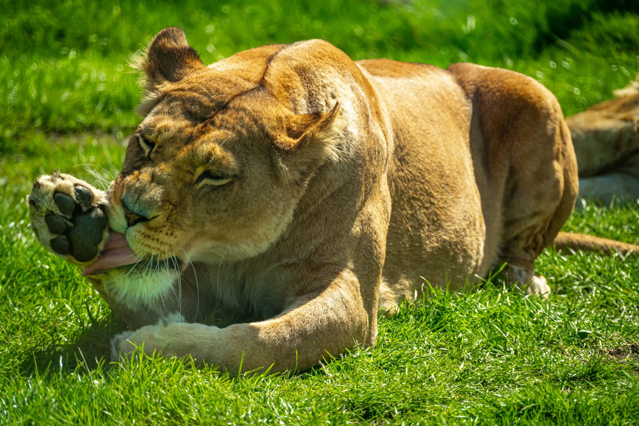A lion bathing itself at Blair Drummond Safari Park