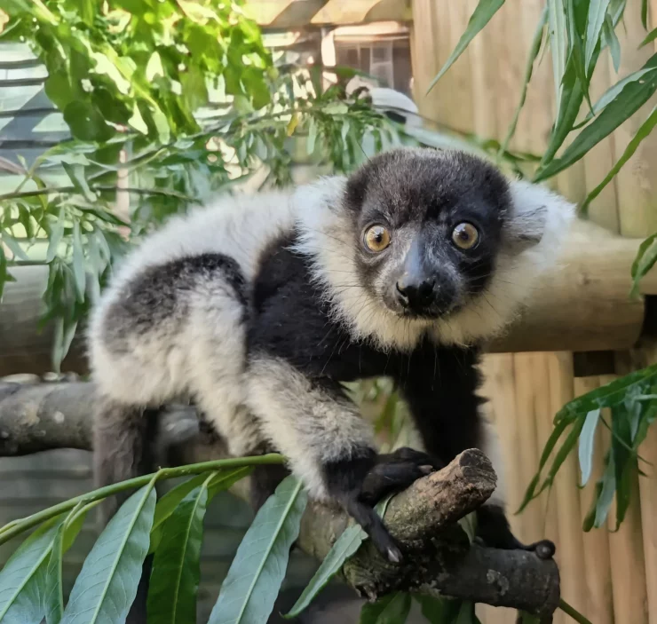 Black-and-white ruffed lemur pup at Blair Drummond Safari Park